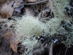 Usnea scabrata
