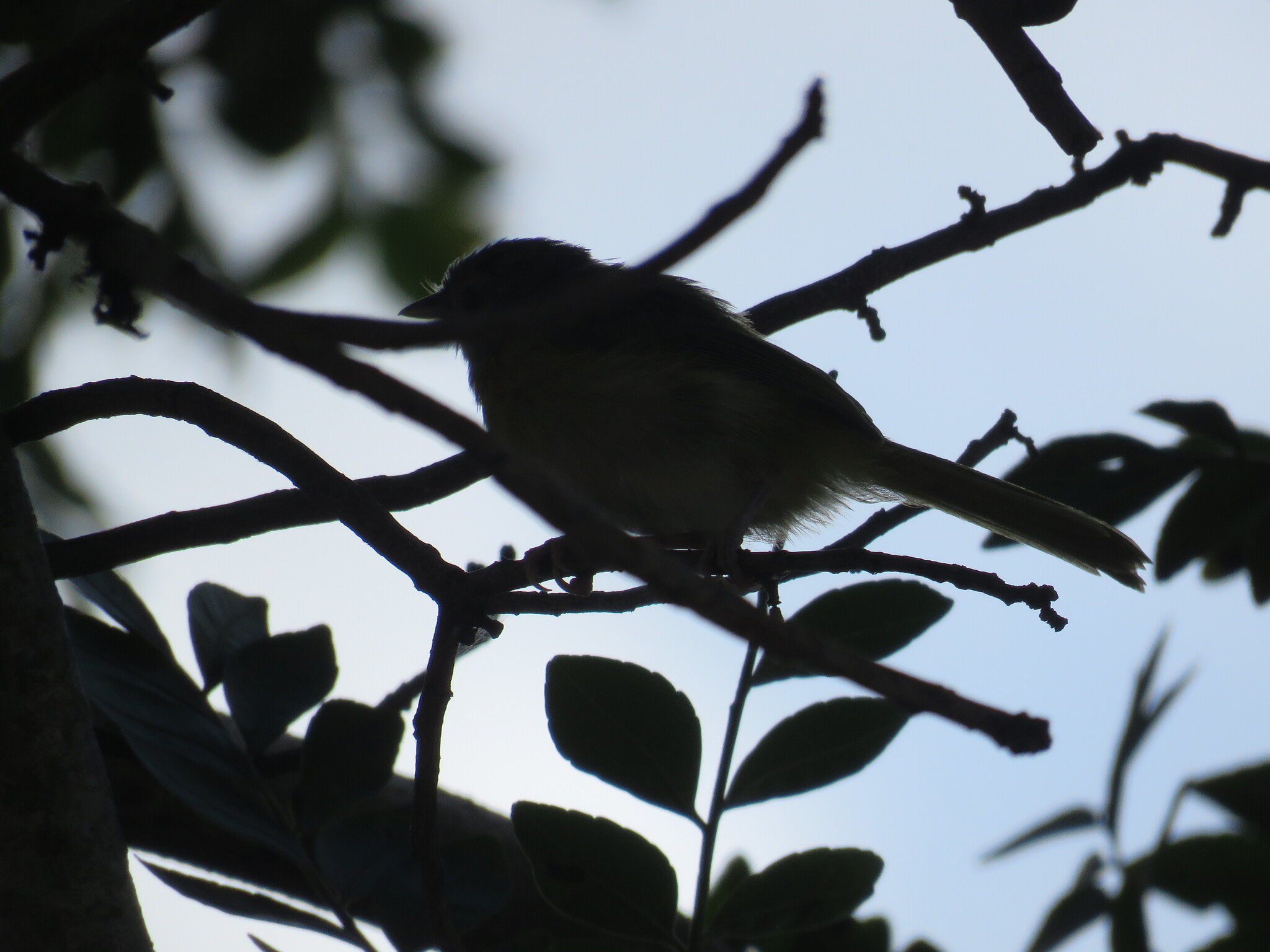 Lemon-chested Greenlet (Hylophilus thoracicus), photo 9