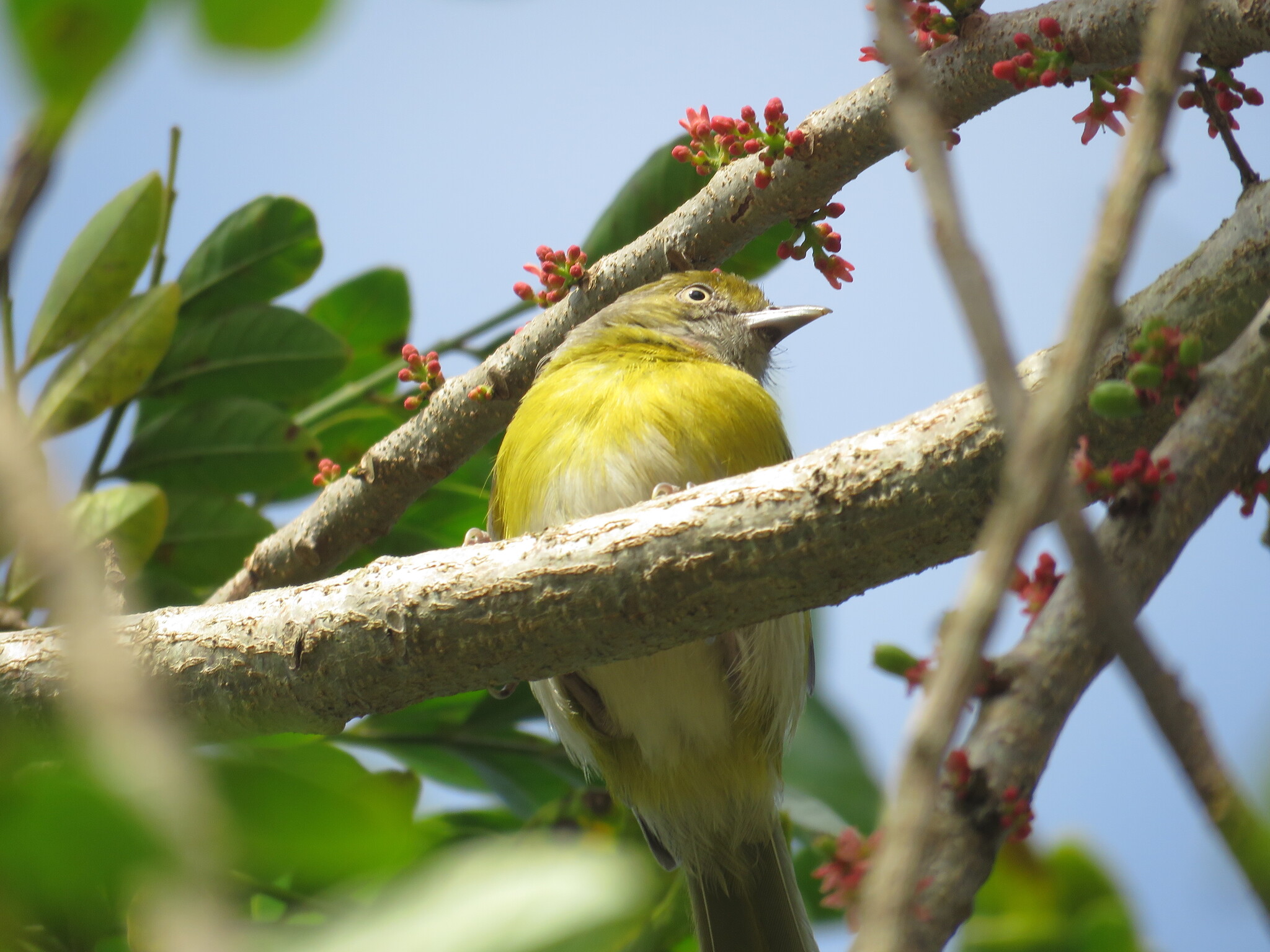 Lemon-chested Greenlet (Hylophilus thoracicus), photo 7