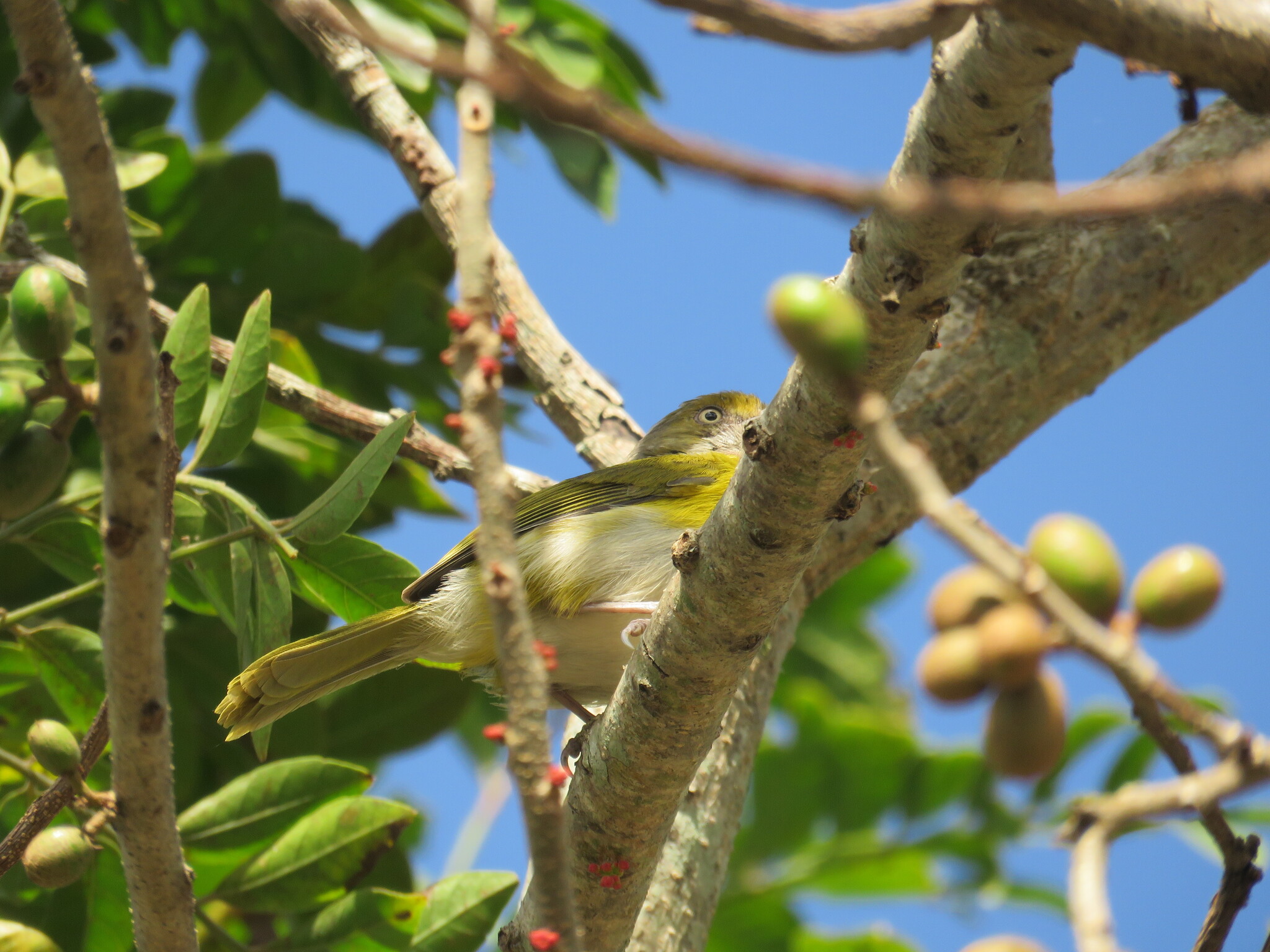 Lemon-chested Greenlet (Hylophilus thoracicus), photo 8