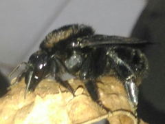 Bombus morio