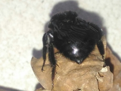 Bombus morio