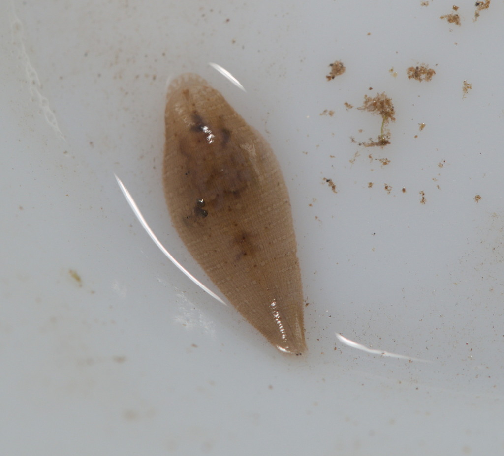 Helobdella lineata