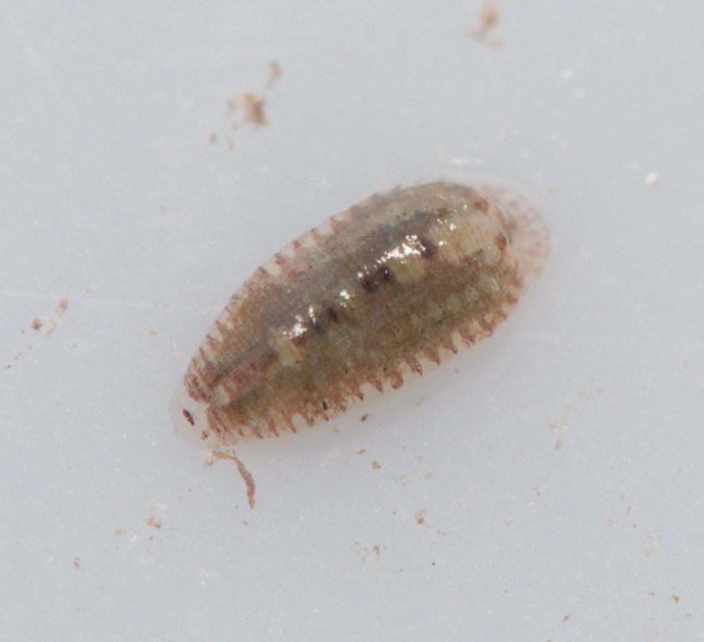 Placobdella phalera