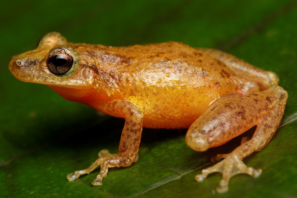 Villavicencio Snouted Treefrog