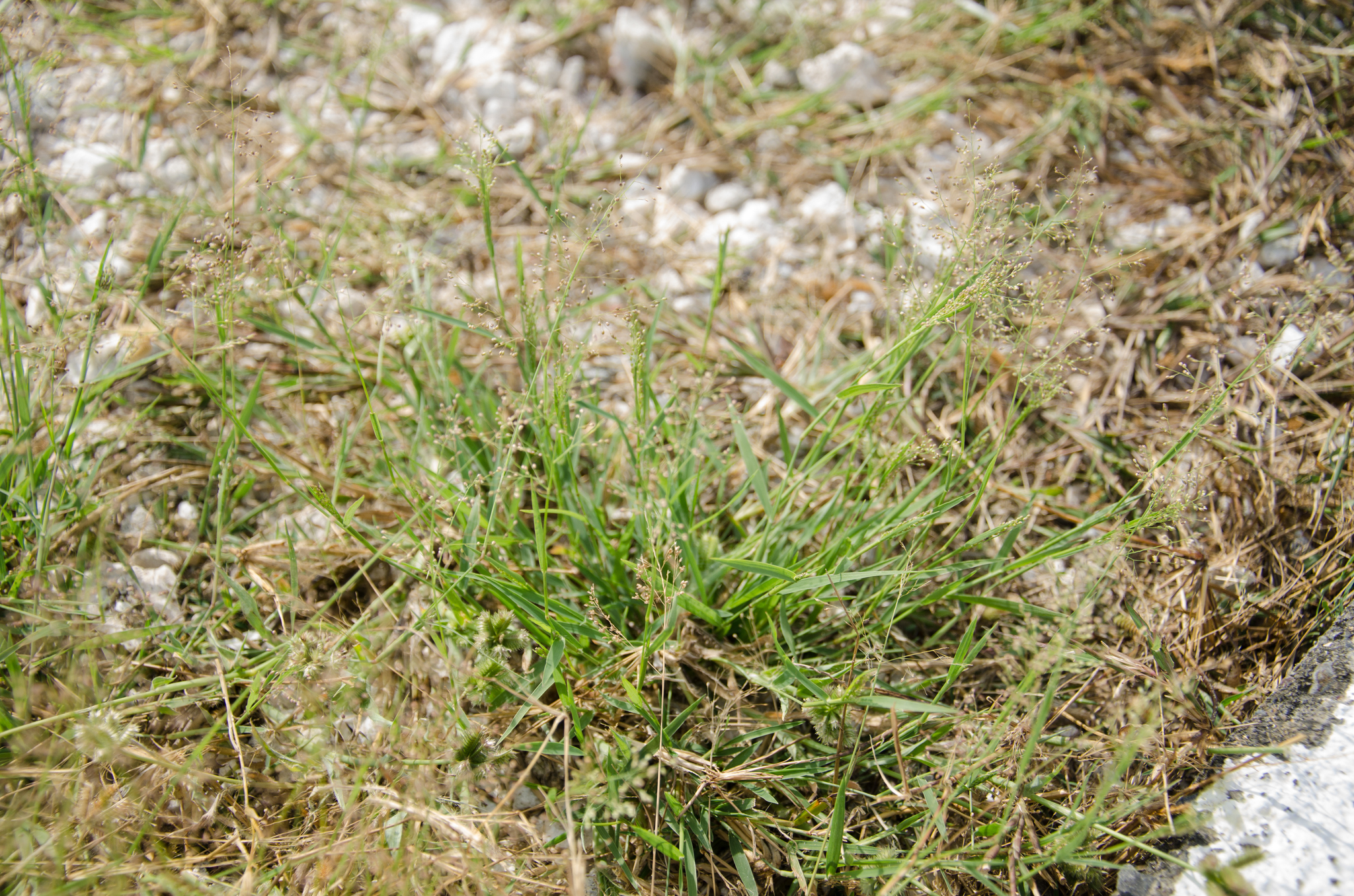 (c) Ehoarn Bidault, certains droits réservés (CC BY-NC) https://www.inaturalist.org/observations/36062479