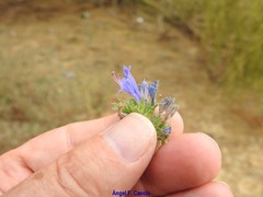 Echium gaditanum