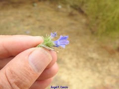 Echium gaditanum