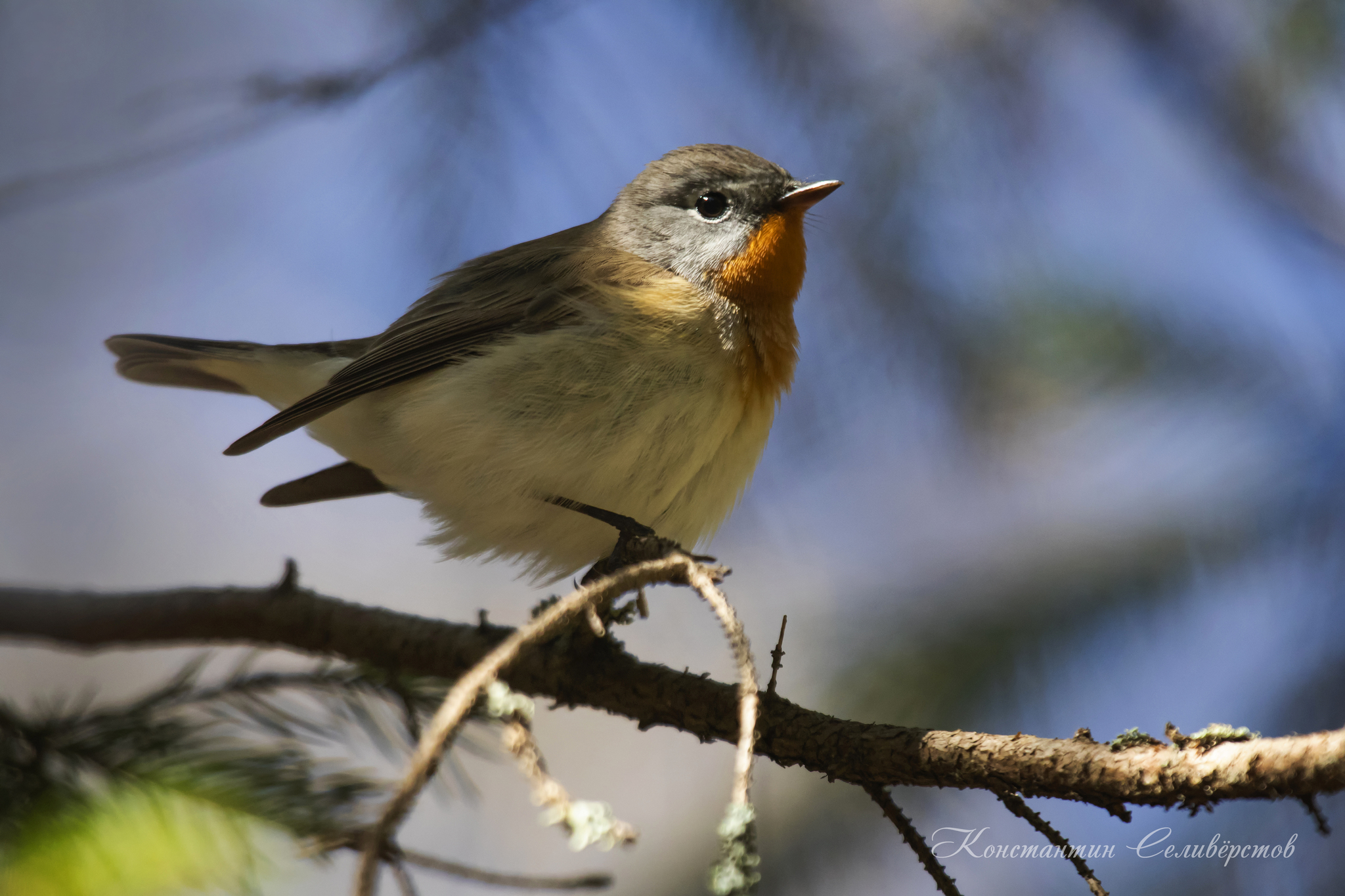 Red-breasted Flycatcher