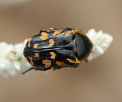 Stalagmosoma cynanki