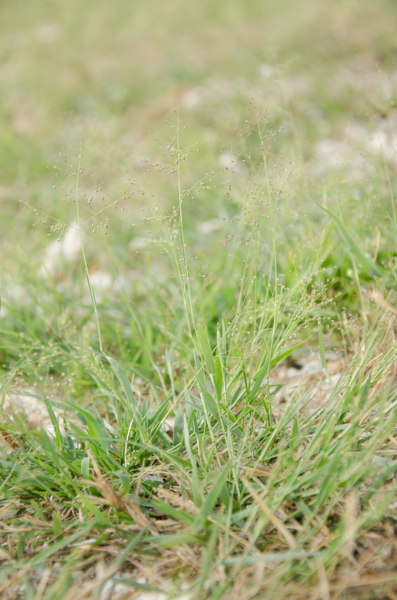 (c) Ehoarn Bidault, certains droits réservés (CC BY-NC) https://www.inaturalist.org/observations/36062479