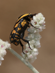 Stalagmosoma cynanki