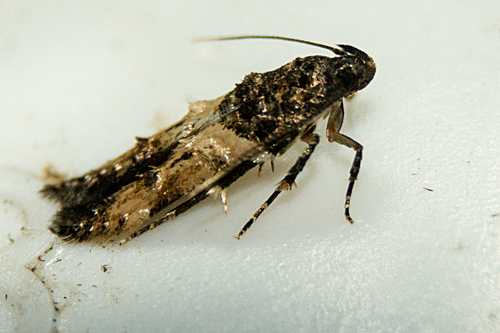 Sweet Clover Root Borer Moth photo 2