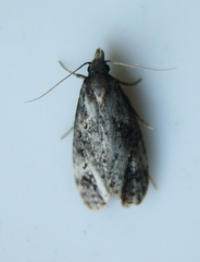 Phtheochroa