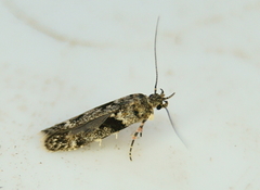 Aristotelia amelanchierella