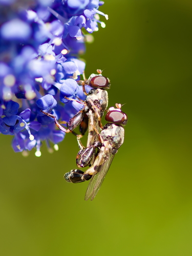 Unknown species found near Galiano Island, BC V0N, Canada
