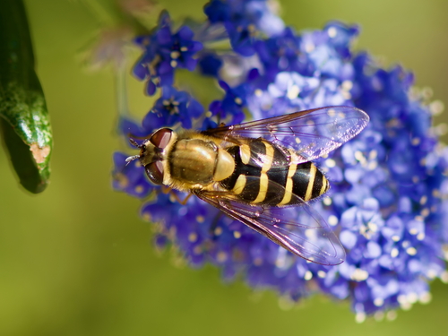 Unknown species found near Galiano Island, BC V0N, Canada