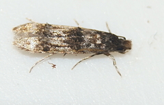 Tineidae clade b