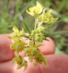 Aspidonepsis diploglossa