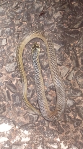 Erythrolamprus aenigma