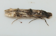 Tineidae clade b