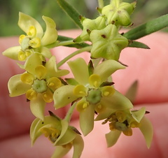 Aspidonepsis diploglossa