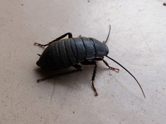 Deropeltis