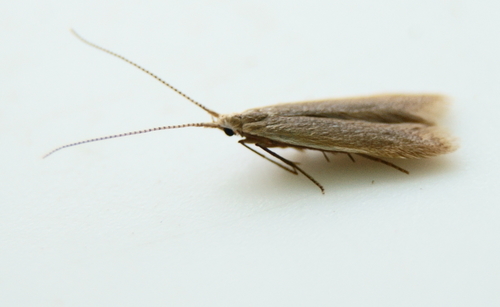 Coleophora cretaticostella
