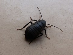 Deropeltis