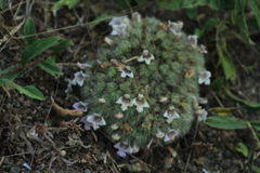 Lepidagathis cristata