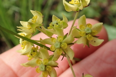 Aspidonepsis diploglossa