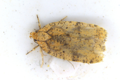 Agonopterix robiniella