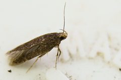 Monochroa angustipennella