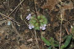 Lepidagathis cristata