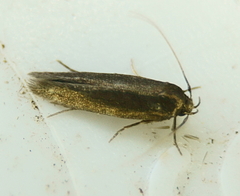 Periploca nigra