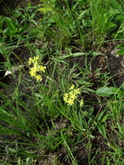 Aspidonepsis diploglossa