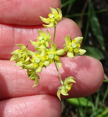 Aspidonepsis diploglossa