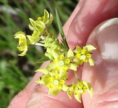 Aspidonepsis diploglossa