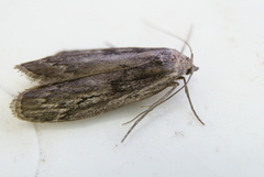 Semioscopis aurorella