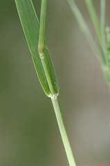 Panicum voeltzkowii