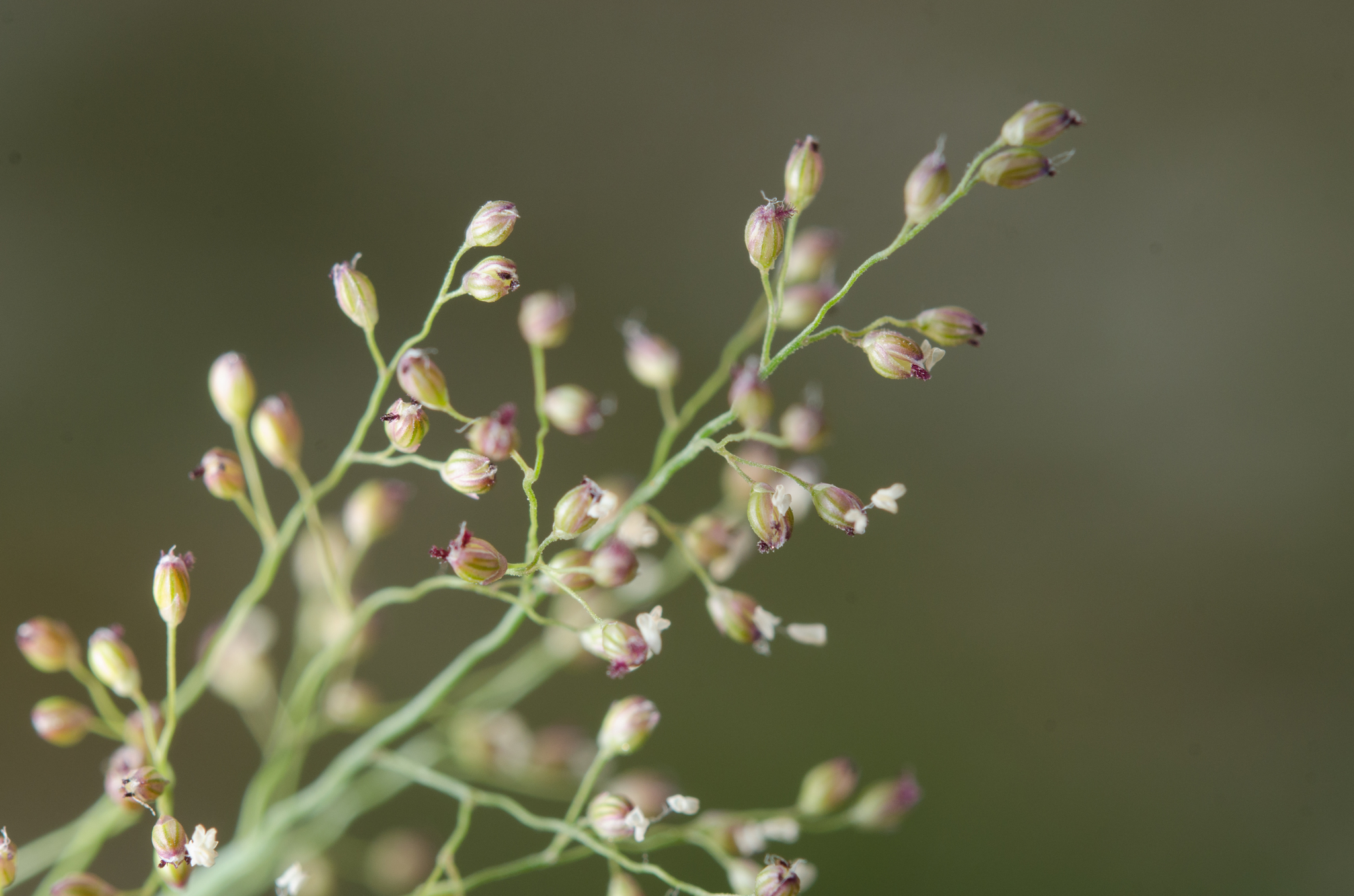 (c) Ehoarn Bidault, certains droits réservés (CC BY-NC) https://www.inaturalist.org/observations/36062479