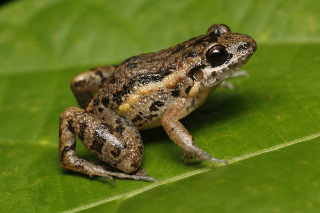 Napo Tropical Bullfrog