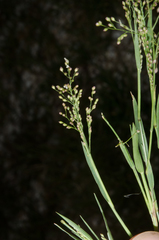 Panicum voeltzkowii