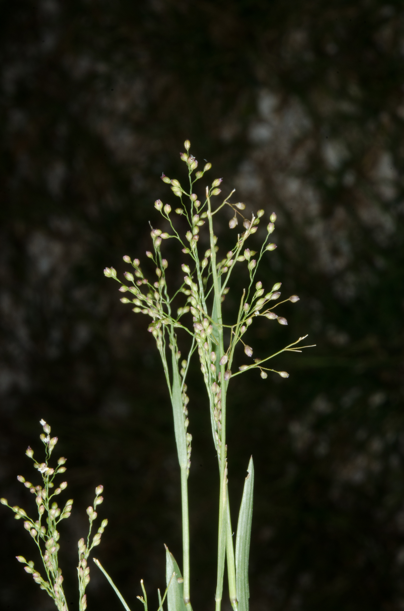 (c) Ehoarn Bidault, certains droits réservés (CC BY-NC) https://www.inaturalist.org/observations/36062479