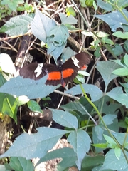 Heliconius hortense