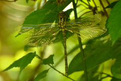 Rhionaeschna planaltica