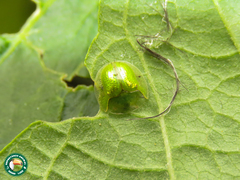 Plagiometriona herbea