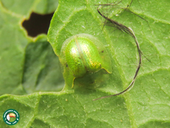 Plagiometriona herbea