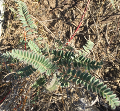 Astragalus nuttallii
