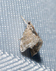 Glaphyriinae